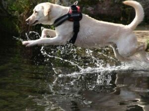 Dog splashing in the river