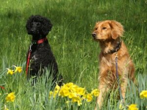 dogs on black forest meadow