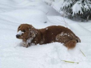 hunde wandern im schnee